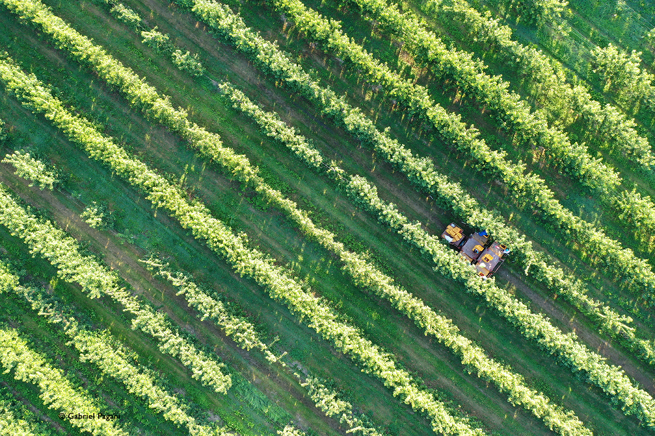 Ciliegie di Vignola, Foto da drone, Emilia, pattern, Filari