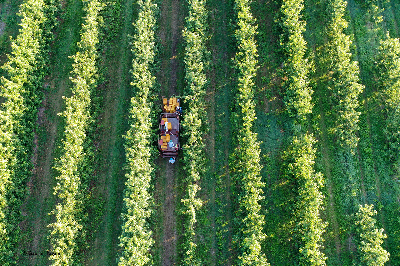 Foto da drone, ciliegie di vignola, raccolat, agricoltura, pattern, Emilia